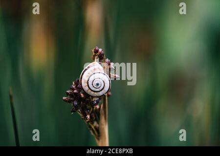 Small white and brown snail crawling on stalk of flower against blurred backdrop of summer garden Stock Photo
