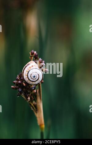 Small white and brown snail crawling on stalk of flower against blurred backdrop of summer garden Stock Photo