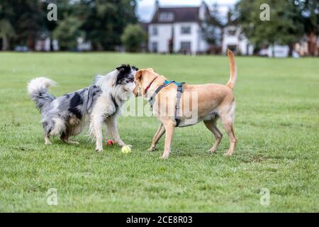 Tri coloured Border Collie making friends with a Yellow Labrador, Abington Park, Northampton, England, UK. Stock Photo