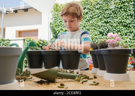 Adorable child in casual wear standing near similar pots while planting cactus into soil near watering can and trowel on wooden table Stock Photo