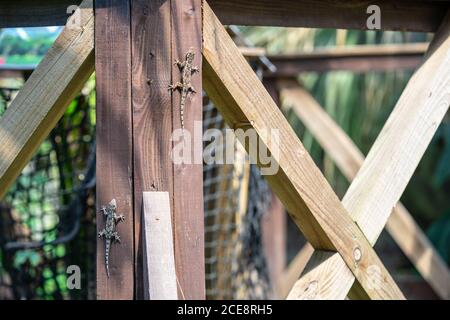 Two beautiful lizards basking in the sun on a wooden gazebo on a hot summer day Stock Photo