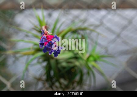 Airplant blooming, (tillandsia aeranthos), close view Stock Photo