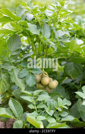 Potato fruits growing on potato plant Stock Photo