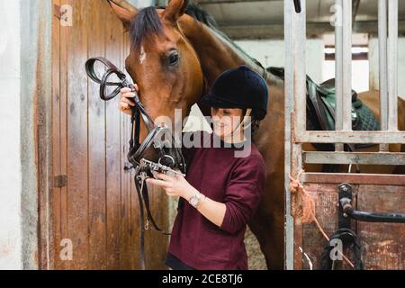 Content female equestrian in helmet and with bridle preparing chestnut horse for dressage while standing in barn Stock Photo