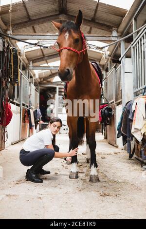 Side view of serious female equestrian with chestnut horse preparing for dressage Stock Photo