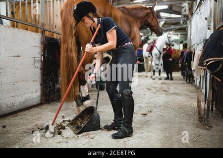 Side view of female equestrian in uniform standing in stable with horse and cleaning floor from manure Stock Photo