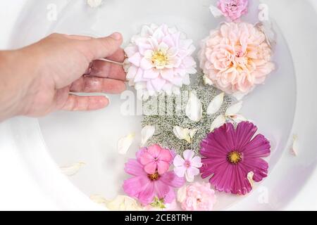 Spa, regeneration concept. Closeup of woman hand. Pink phlox, roses, dahlia and cosmos flowers floating in white bowl of water. Feminine summer
