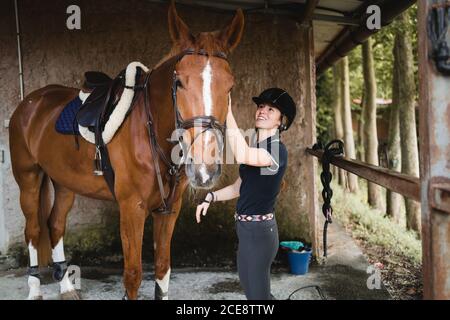 Side view of busy female equestrian in helmet standing in stable and preparing horse for training while putting bridle Stock Photo