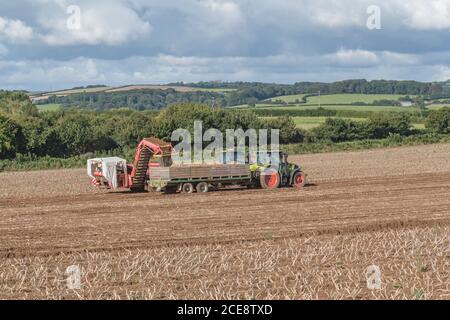 2020 UK potato harvesting with Grimme potato harvester pulled by Valtra tractor & trailer hauled by Claas Arion 640 tractor. UK food growers. Stock Photo