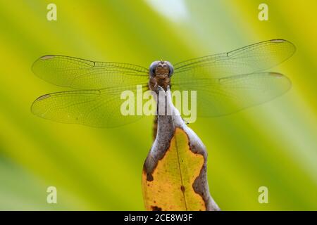 Closeup of dragonfly with delicate wings sitting on leaf in green forest Stock Photo