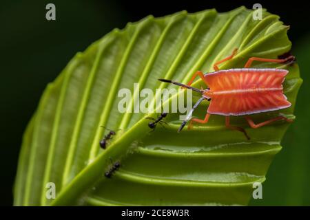 Closeup of bright stink bug sitting on green leaf with ants in forest Stock Photo