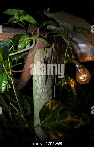 Small brown lizard sitting on illuminated wooden fence in courtyard at night Stock Photo