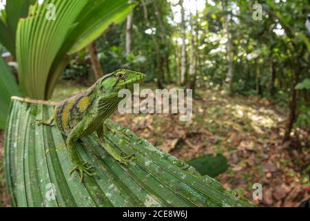 Closeup of Polychrus marmoratus lizard also known as Berthold bush anole or monkey tailed anole sitting on green plant in nature Stock Photo