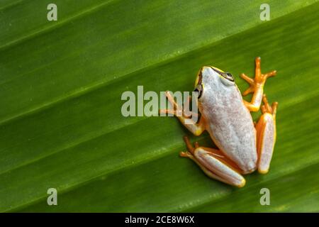 From above closeup of small arum frog or Horstock reed frog with bright orange feet sitting on green leaf Stock Photo