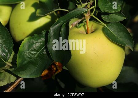 Cultivation of yellow apples in the Italian countryside, Emilia-Romagna region, Italy Stock Photo