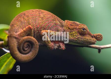 Side view closeup of amazing chameleon sitting on twig on green background. Stock Photo