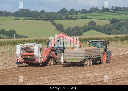 2020 UK potato harvesting with Grimme potato harvester pulled by Valtra tractor & trailer hauled by Claas Arion 640 tractor. UK food growers. Stock Photo
