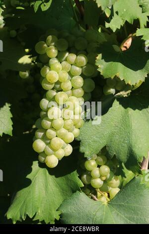 Bunches of white grapes for viticulture for the production of wine, detail Stock Photo