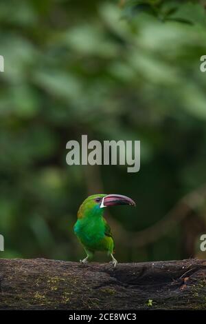 Red-headed toucan in the tree Stock Photo