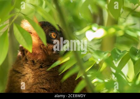 Nice lemur among the leaves of the tree Stock Photo