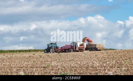 2020 UK potato harvesting with Grimme potato harvester pulled by Valtra tractor, set against cloudy blue skyline. Field 16:9 landscape. Stock Photo