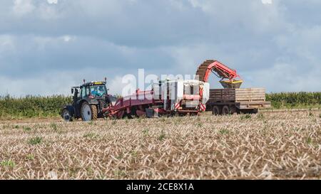 2020 UK potato harvesting with Grimme potato harvester pulled by Valtra tractor & trailer hauled by Claas Arion 640 tractor. Field 16:9 landscape. Stock Photo