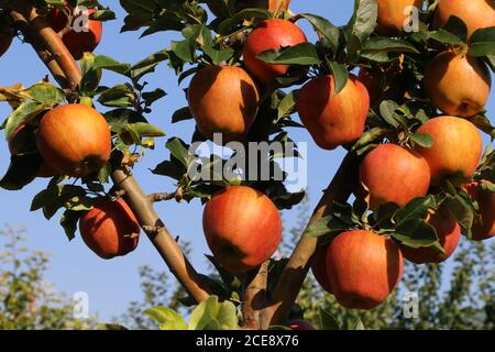 Cultivation of red apples in the Italian countryside, Emilia-Romagna region, Italy Stock Photo