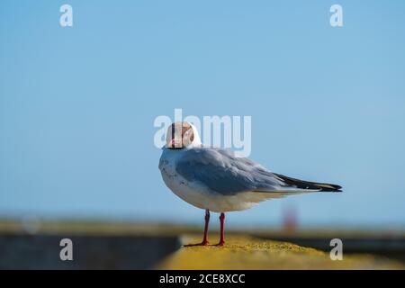 A black headed gull. Stock Photo