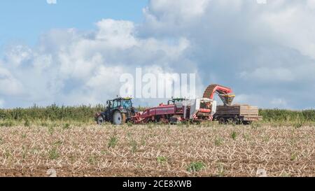 2020 UK potato harvesting with Grimme potato harvester pulled by Valtra tractor & trailer hauled by Claas Arion 640 tractor. Field 16:9 landscape. Stock Photo