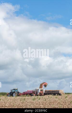 2020 UK potato harvesting with Grimme potato harvester pulled by Valtra tractor, set against cloudy blue skyline. UK food growers. Stock Photo