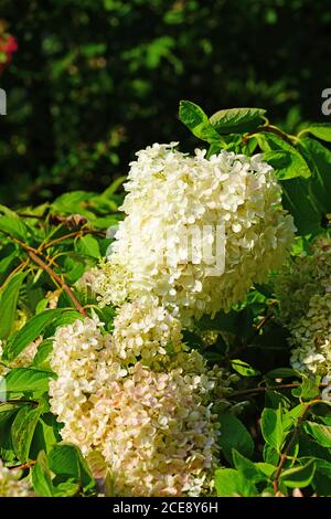 White heads of weeping hydrangea paniculata flowers Stock Photo