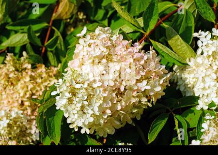 White heads of weeping hydrangea paniculata flowers Stock Photo