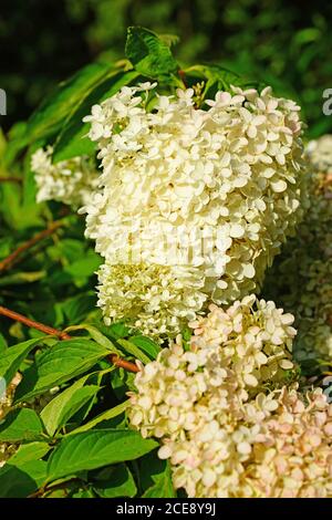 White heads of weeping hydrangea paniculata flowers Stock Photo