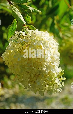 White heads of weeping hydrangea paniculata flowers Stock Photo