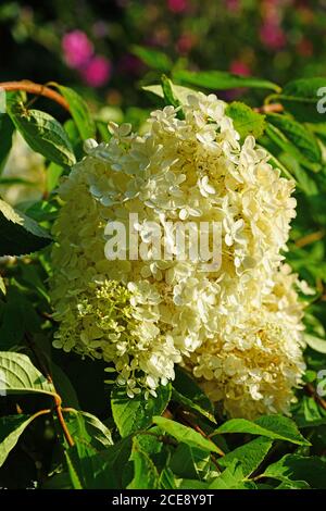 White heads of weeping hydrangea paniculata flowers Stock Photo