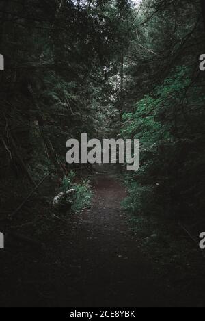 Gloomy forest landscape with old logs on narrow path leading among dense green trees growing in Algonquin Provincial Park in Canada Stock Photo