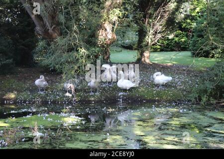 TWO SWANS WITH THEIR FIVE SYGNETS ON THE CANAL FROM WOMBWELL TO ELSECAR,BARNSLEY,SOUTH YORKSHIRE,ENGLAND. Stock Photo