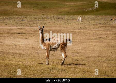 A guanaco staring at the camera. Stock Photo