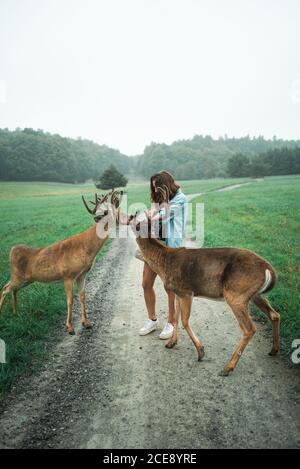 Content female traveler in summer clothes standing on sandy road and feeding male deer Stock Photo