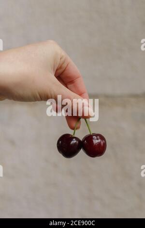 Cropped unrecognizable female hands holding ripe cherry on concrete wall background Stock Photo