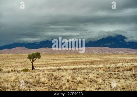Picturesque view of lonely green tree growing in dry meadow on background of mountain range on cloudy day in USA