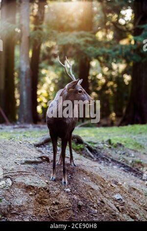 A portrait of a deer in Nara park in Japan. Stock Photo