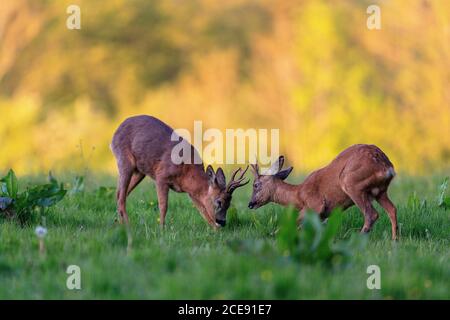 A young Roe Deer buck challenging an older male. Stock Photo