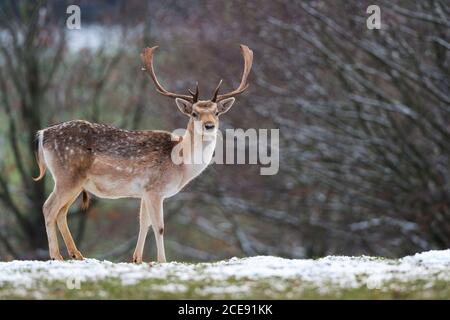 A lone Fallow Deer Stag in winter on snow covered ground.