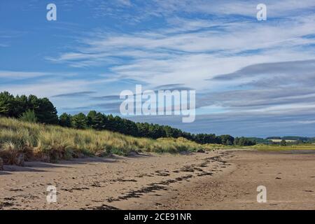 The sandy beach at Tay Heath in front of the Pine Forest of Tentsmuir Nature Reserve, with the grass covered dunes coming down to the gently shelving Stock Photo