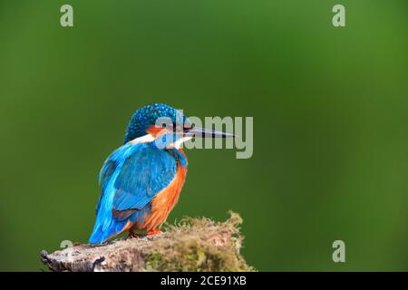 A Kingfisher perched on a moss covered tree stump. Stock Photo