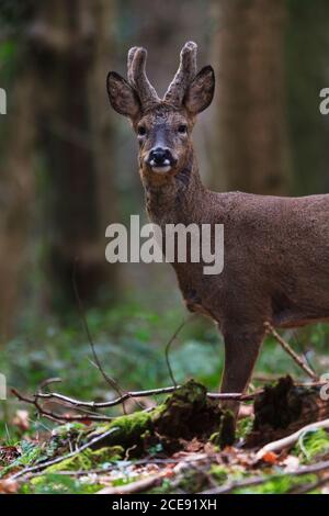 A lone Roe Deer buck in its Winter coat. Stock Photo