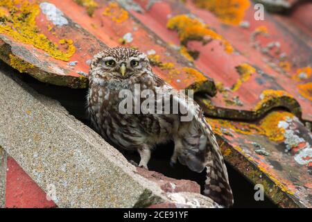 A Little Owl at the entrance to its roost site. Stock Photo
