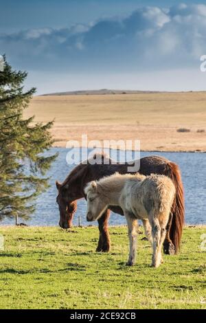 A Bodmin Pony and her foal grazing in a field on Bodmin Moor in Cornwall. Stock Photo