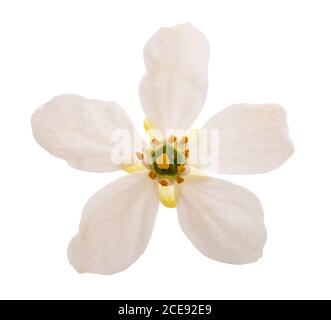 Choisya ternata flower isolated on white background Stock Photo